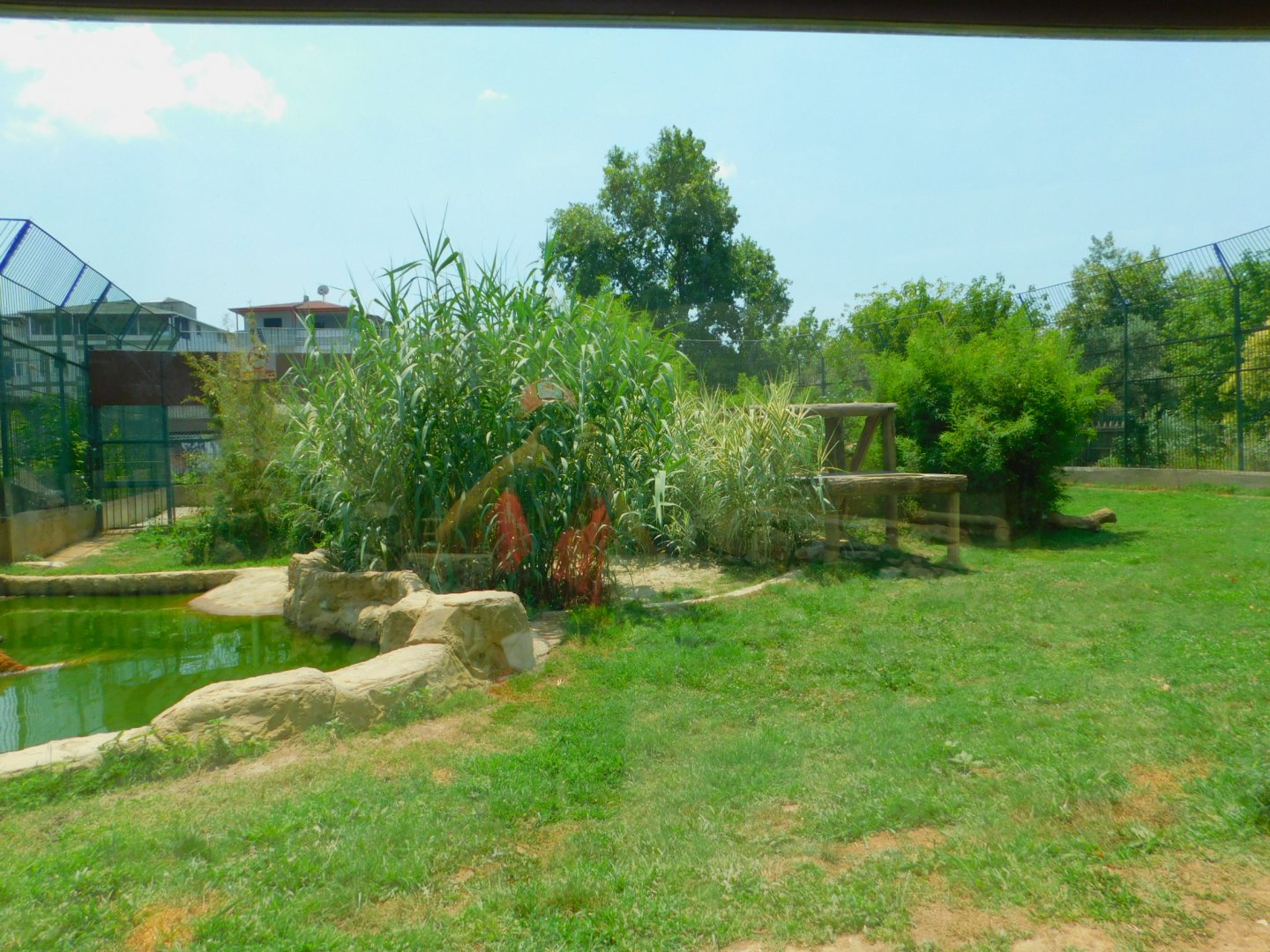 Amur tiger enclosure