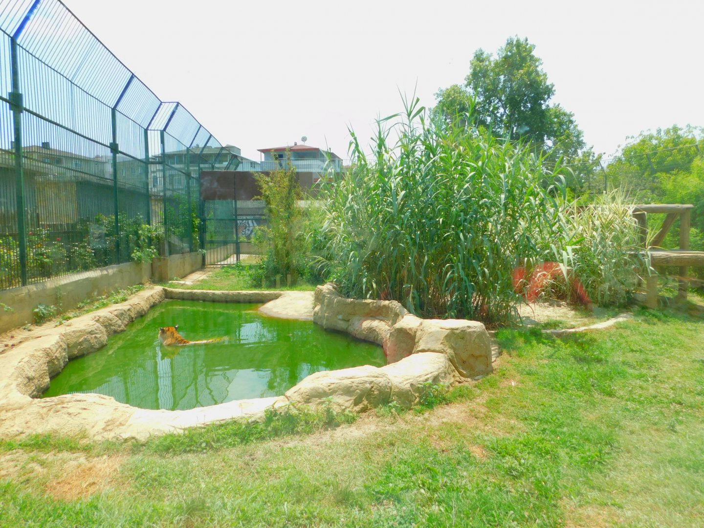 Amur tiger enclosure