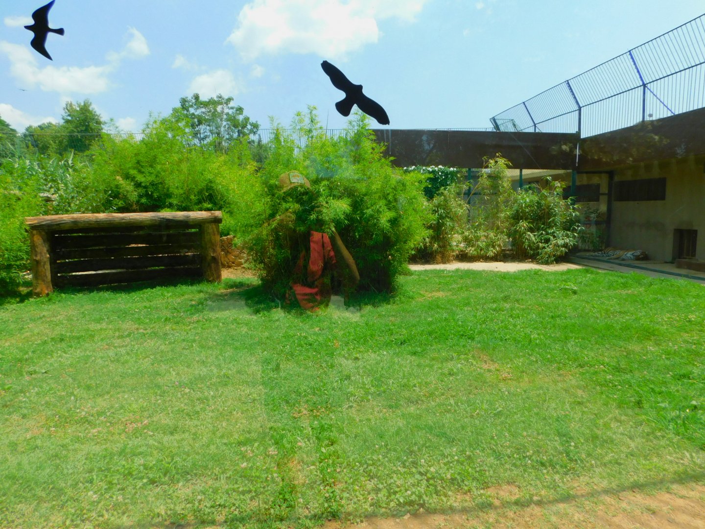 Amur tiger enclosure