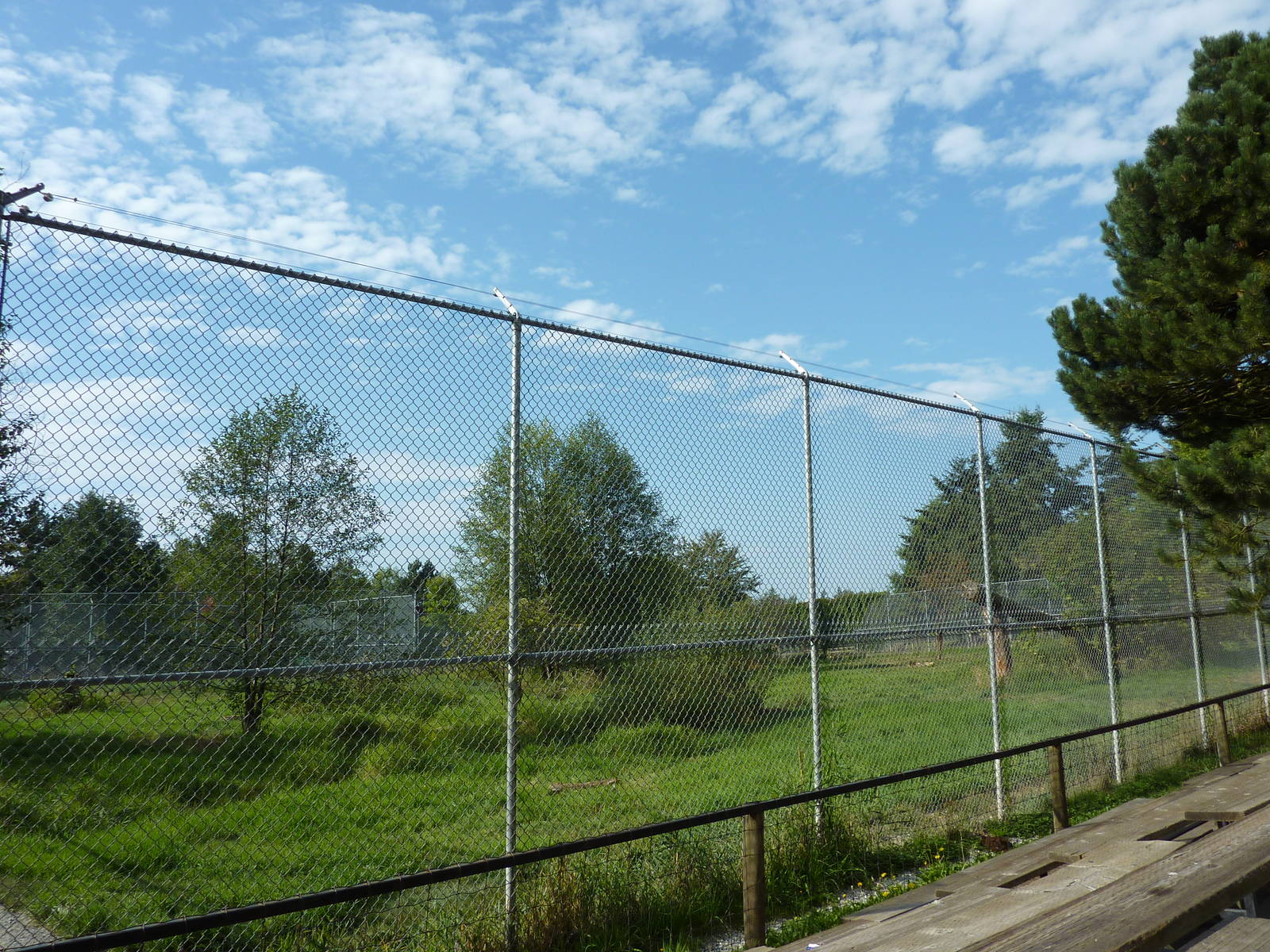 Amur Tiger Enclosure