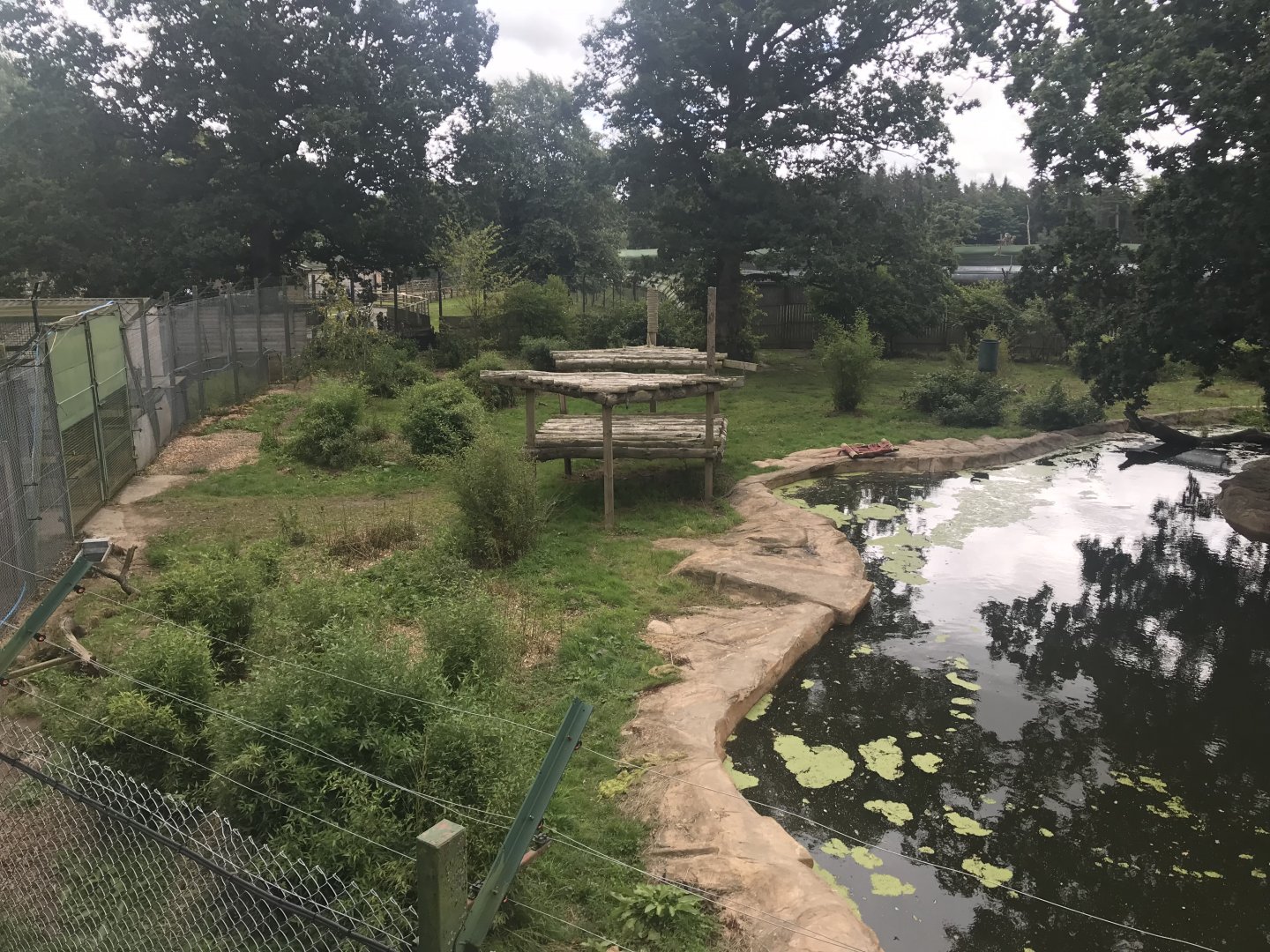 Amur tiger enclosure
