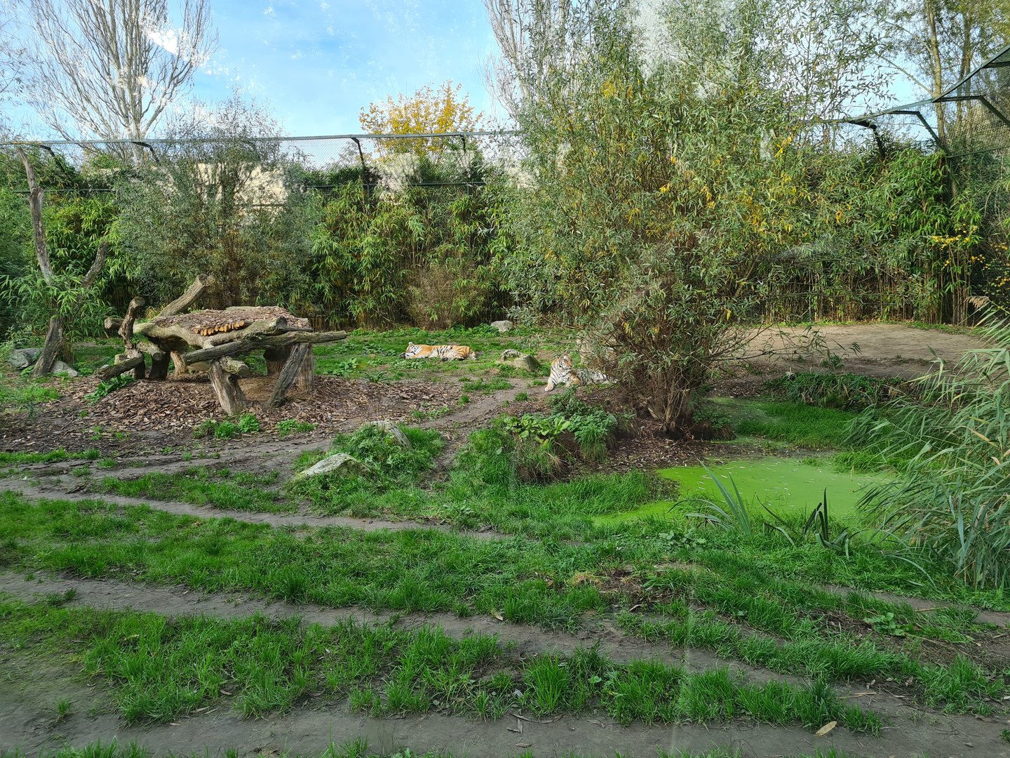 Amur tiger enclosure