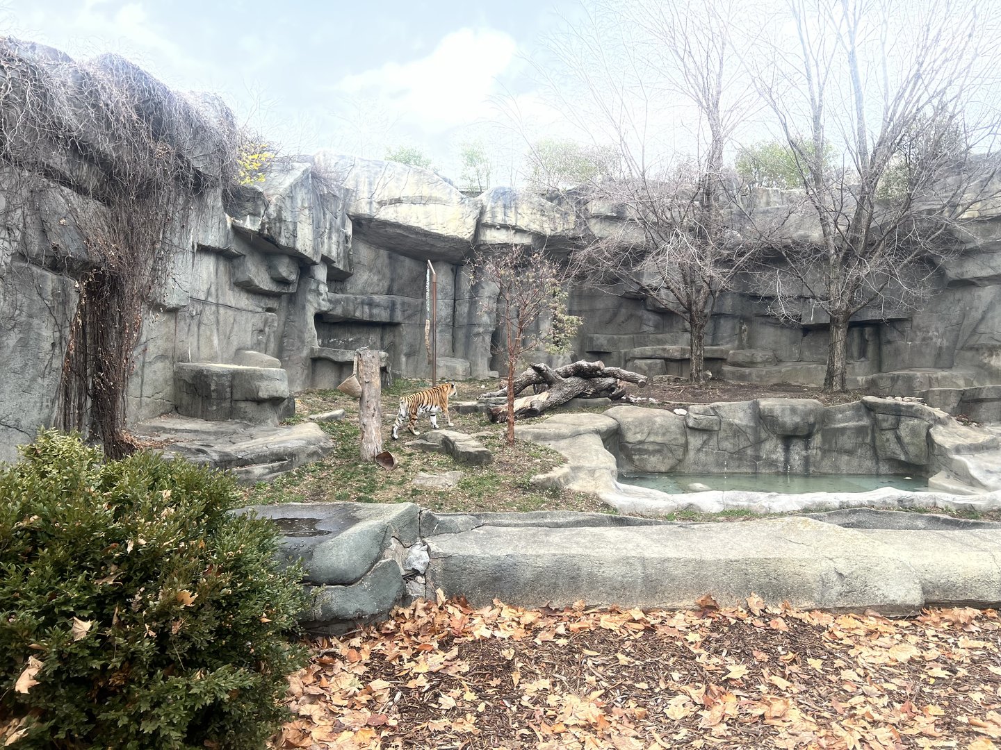 Amur Tiger Enclosure