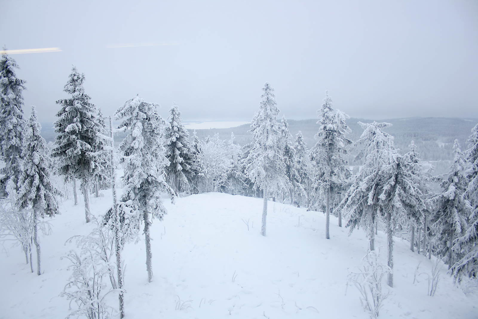 Amur tiger enclosure