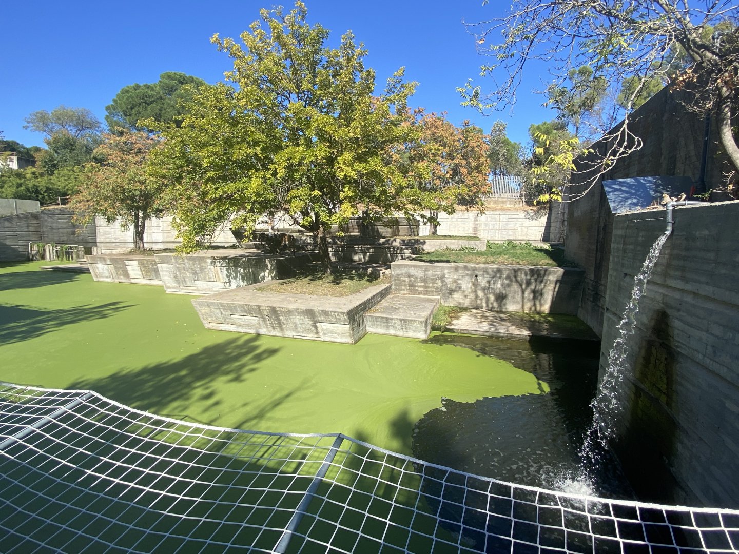 Amur tiger enclosure