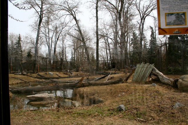 Amur Tiger Enclosure
