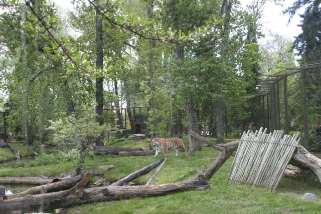 Amur Tiger Enclousure With Bikal