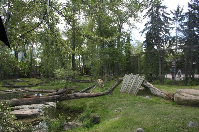 Amur Tiger Enclousure