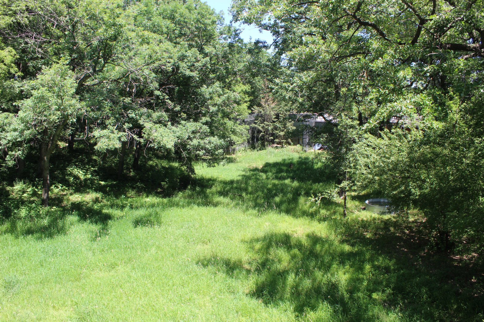Amur Tiger Exhibit #1 (Can You Spot The Tiger?)