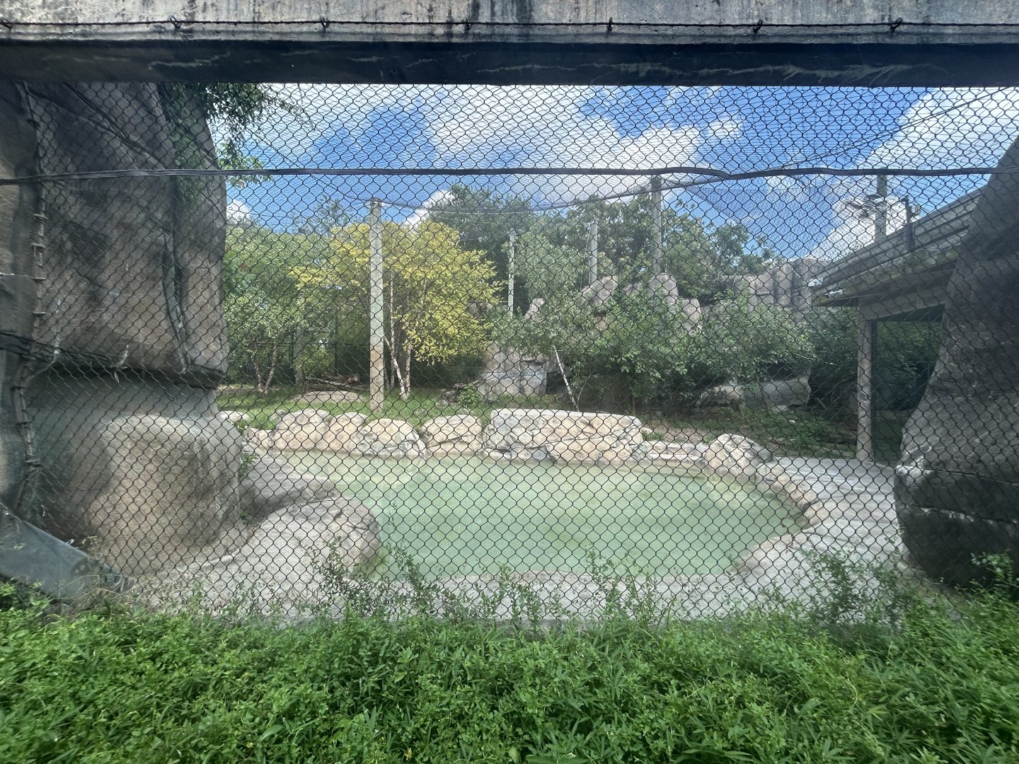 Amur Tiger Exhibit #1 - Forests