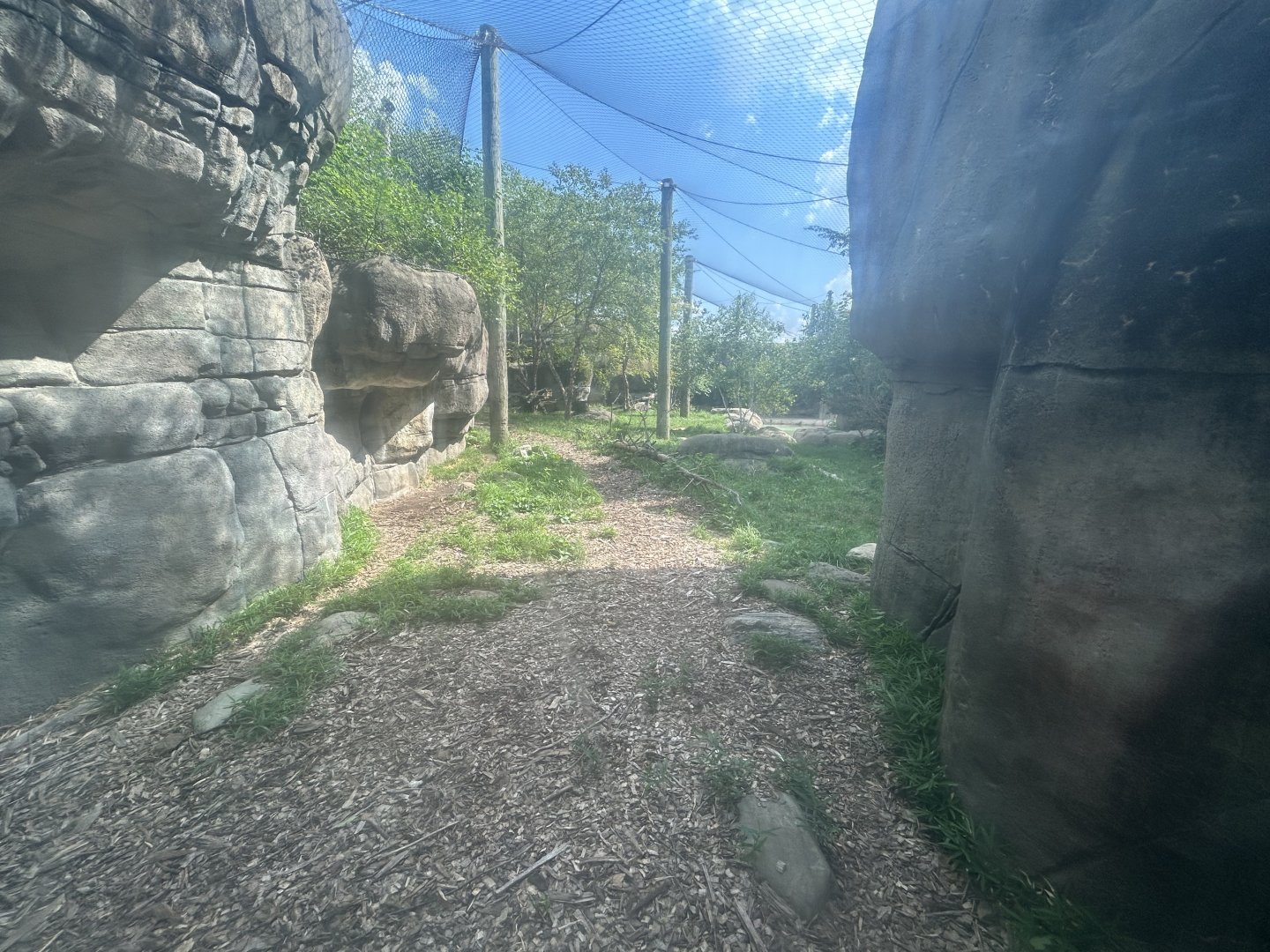 Amur Tiger Exhibit #1 - Forests