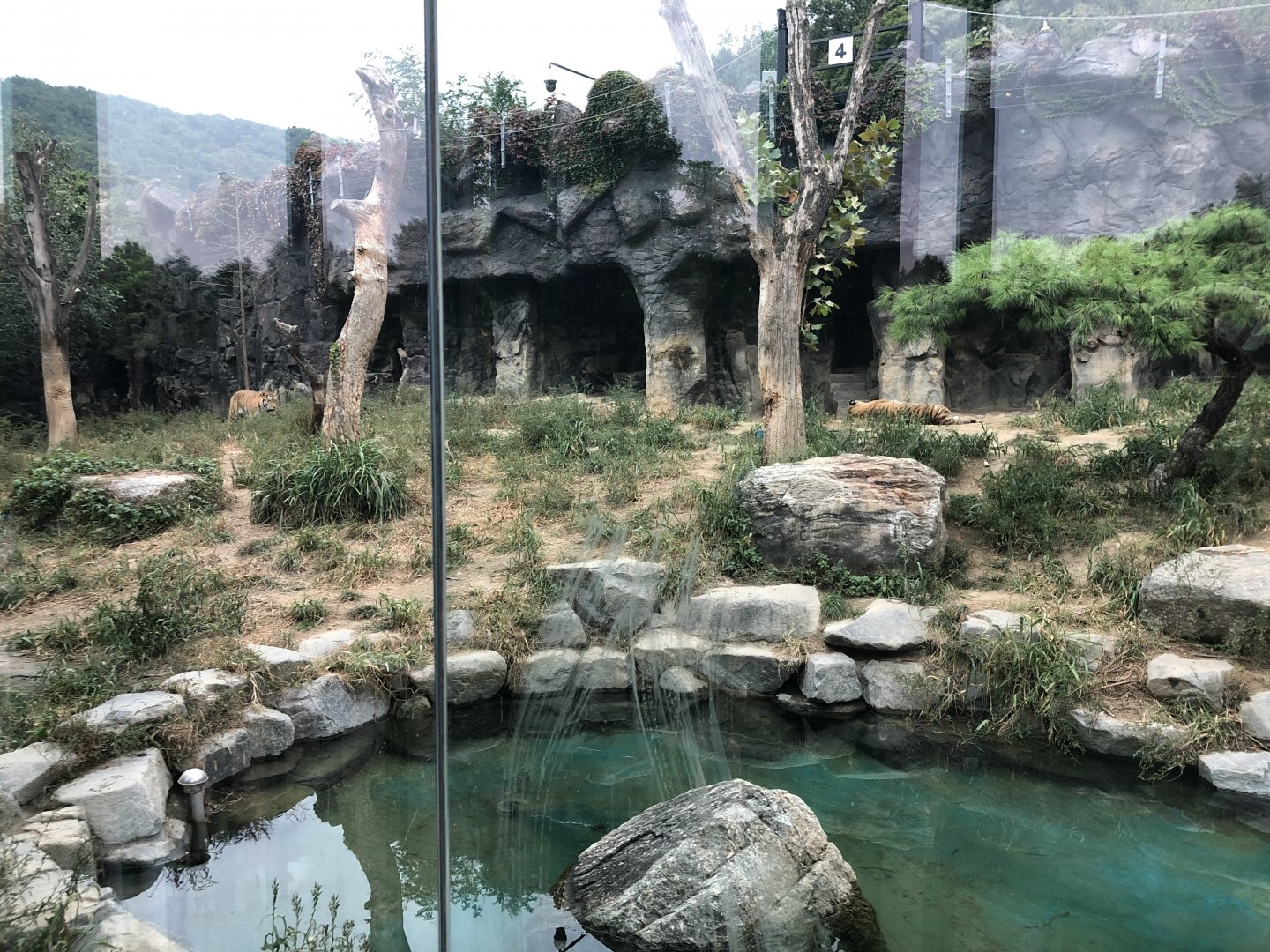 Amur Tiger Exhibit #1