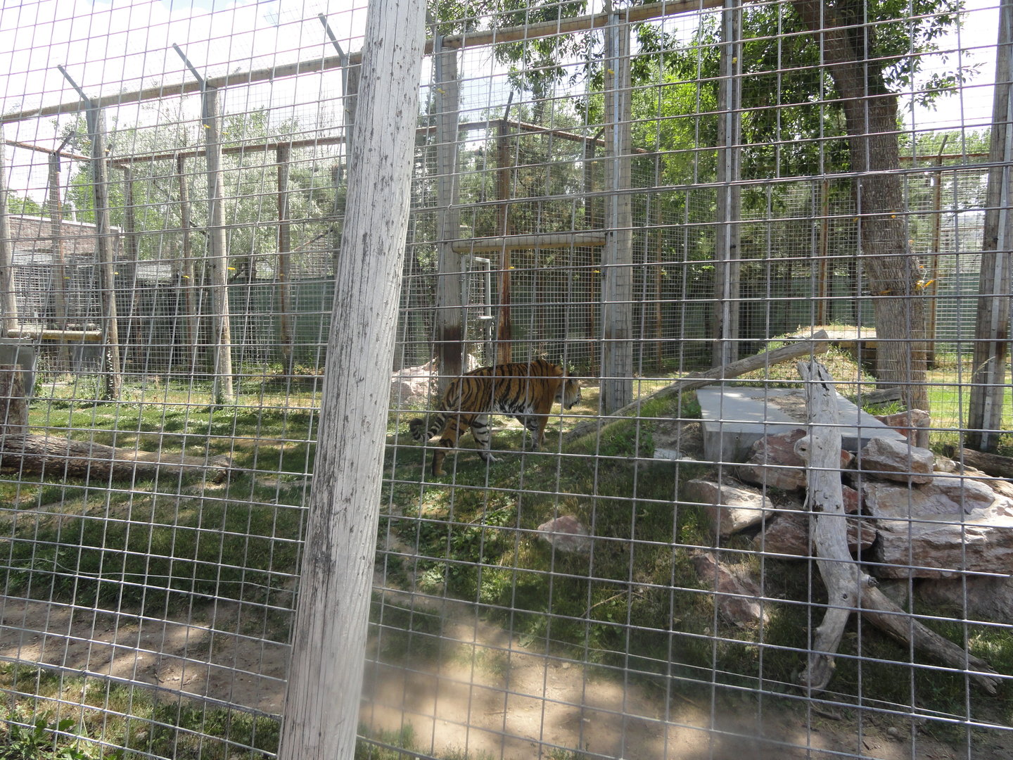 Amur Tiger Exhibit 1