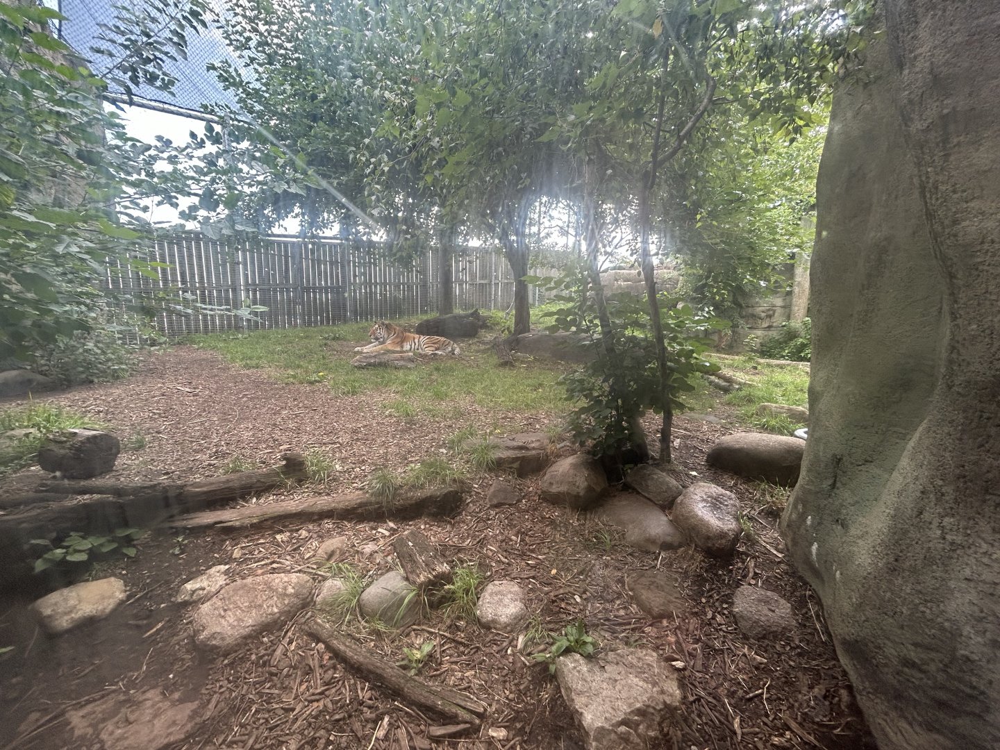 Amur Tiger Exhibit #2 - Forests