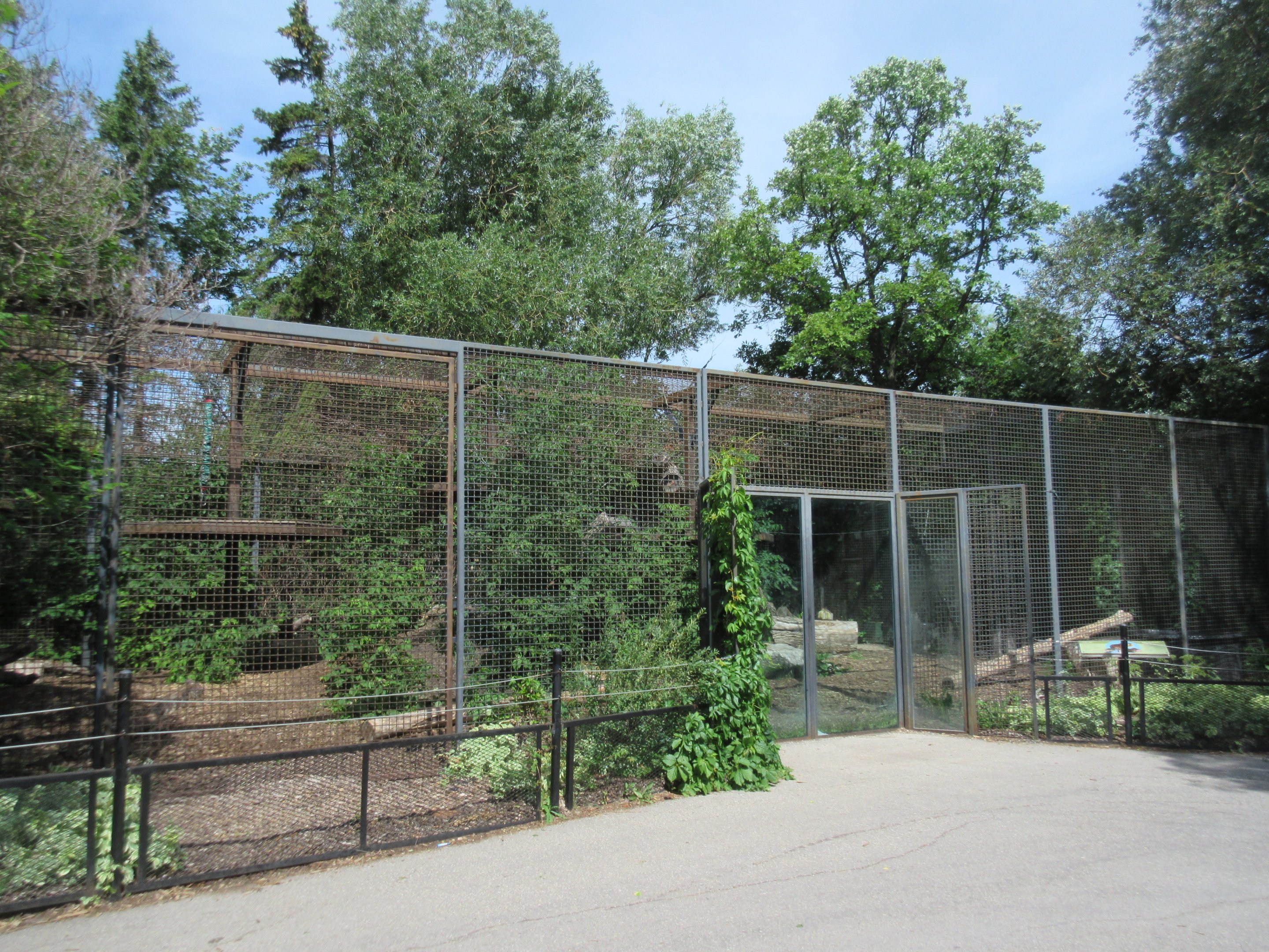 Amur Tiger Exhibit #2
