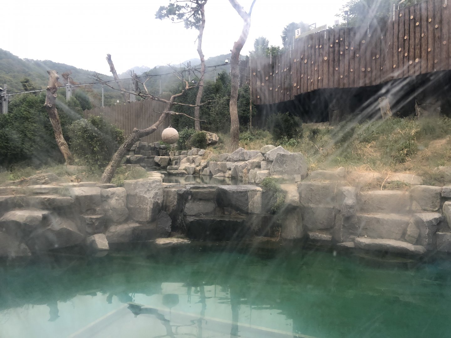 Amur Tiger Exhibit #2