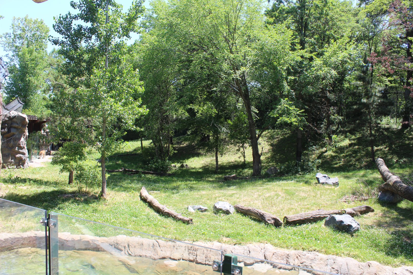Amur Tiger Exhibit #2