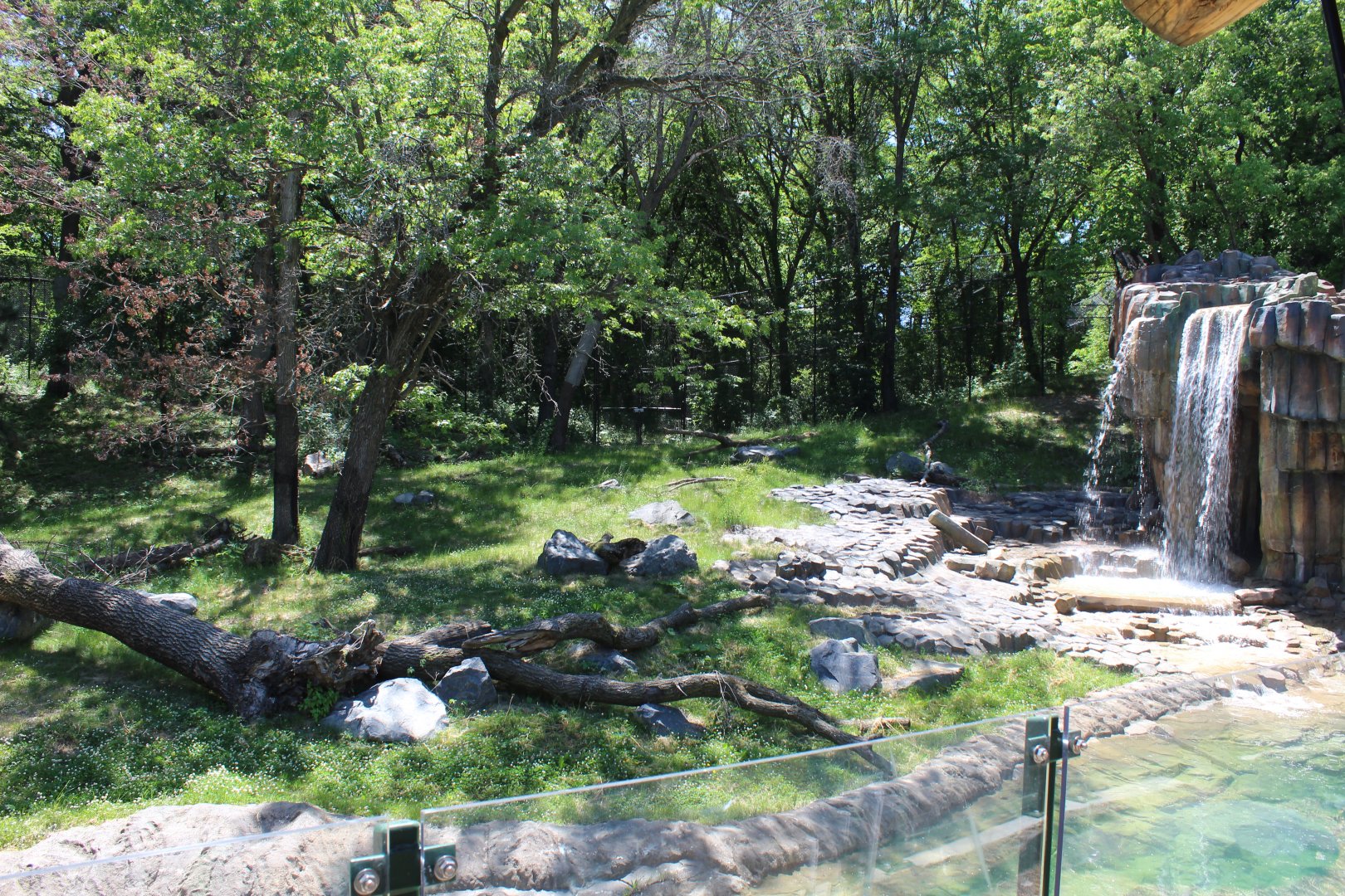 Amur Tiger Exhibit #2
