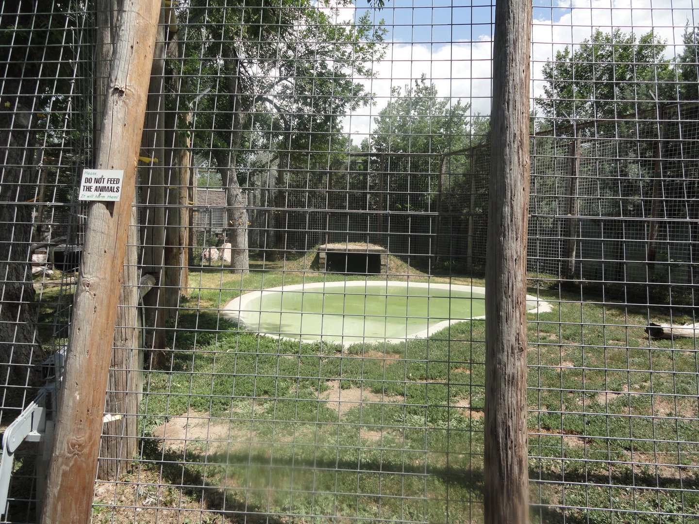 Amur Tiger Exhibit 2