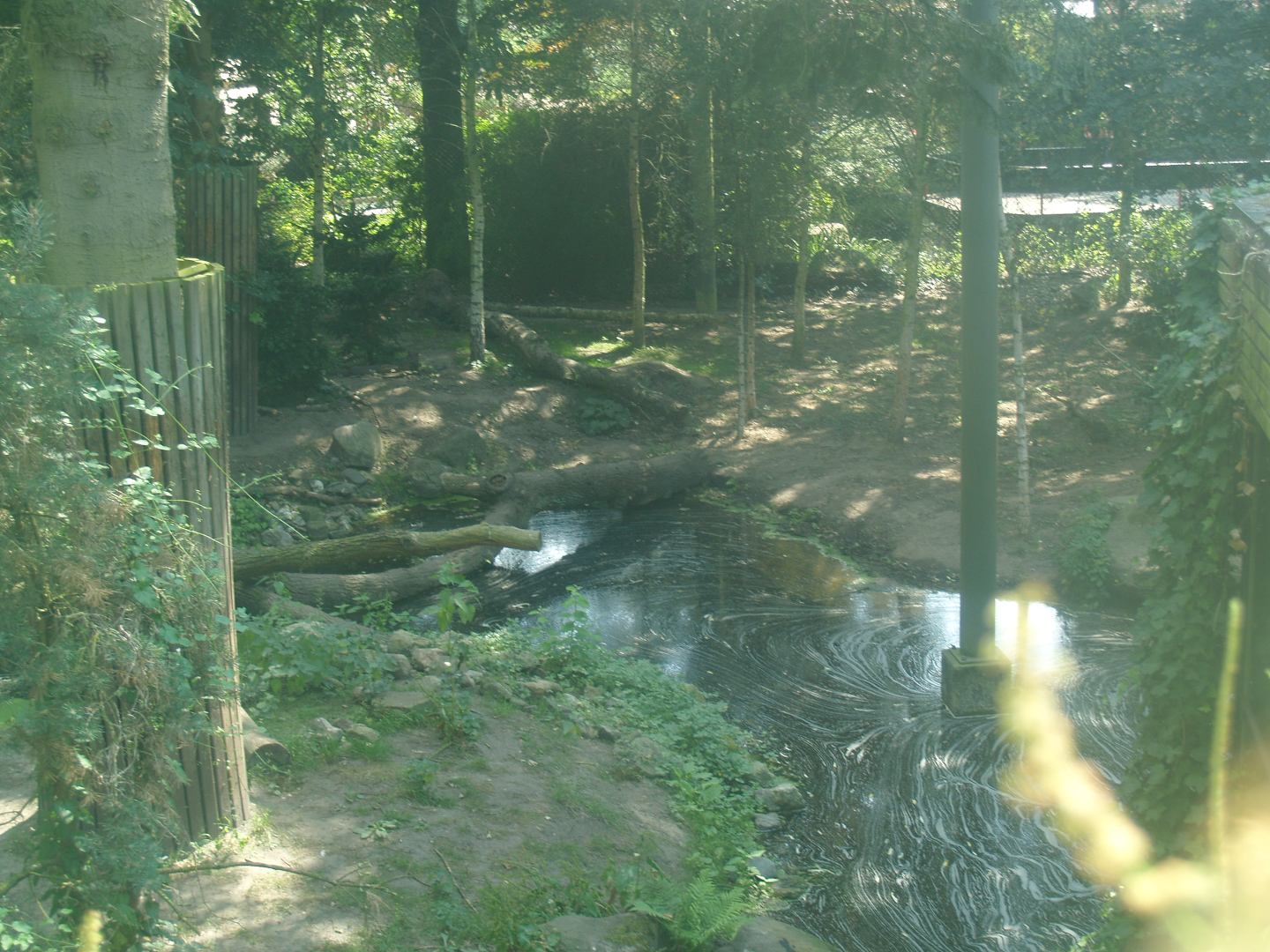 Amur tiger exhibit, 2006-07-08
