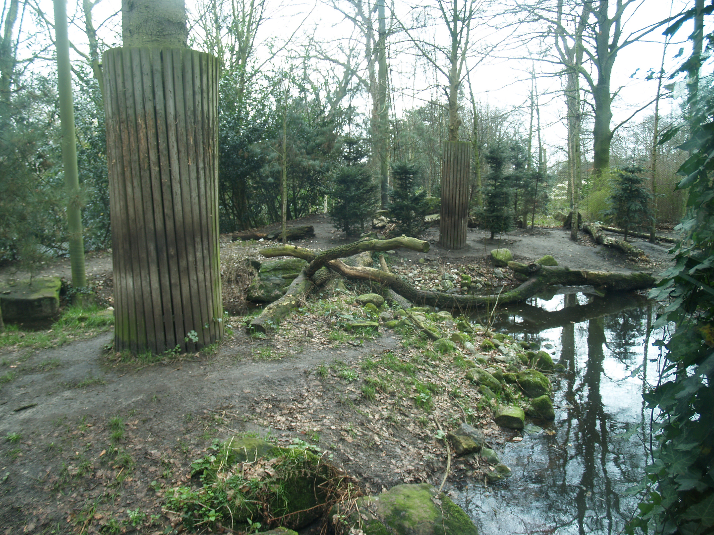 Amur tiger exhibit, 2008-03-01
