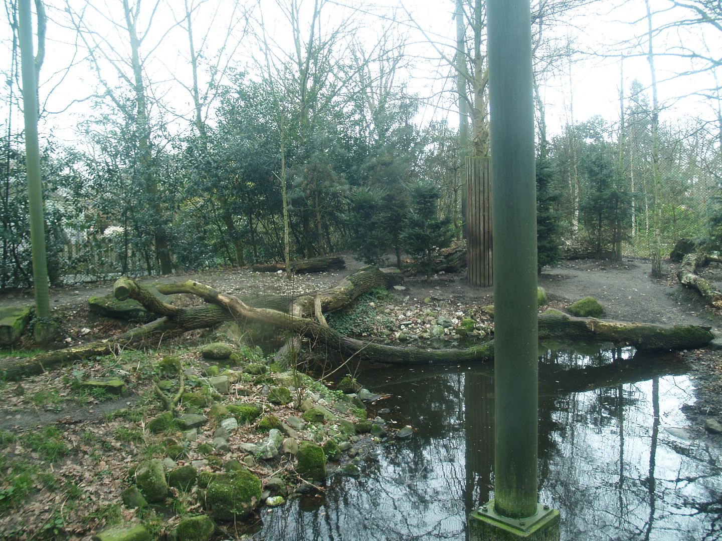 Amur tiger exhibit, 2008-03-01