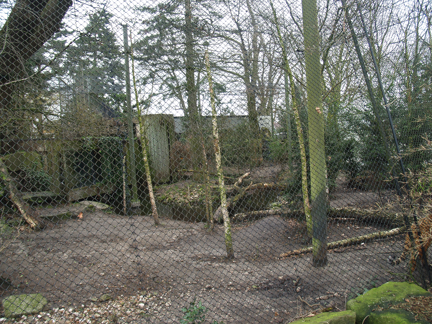 Amur tiger exhibit, 2008-03-01