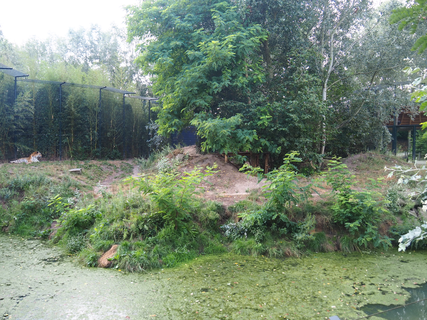 Amur tiger exhibit, 2019-08-11