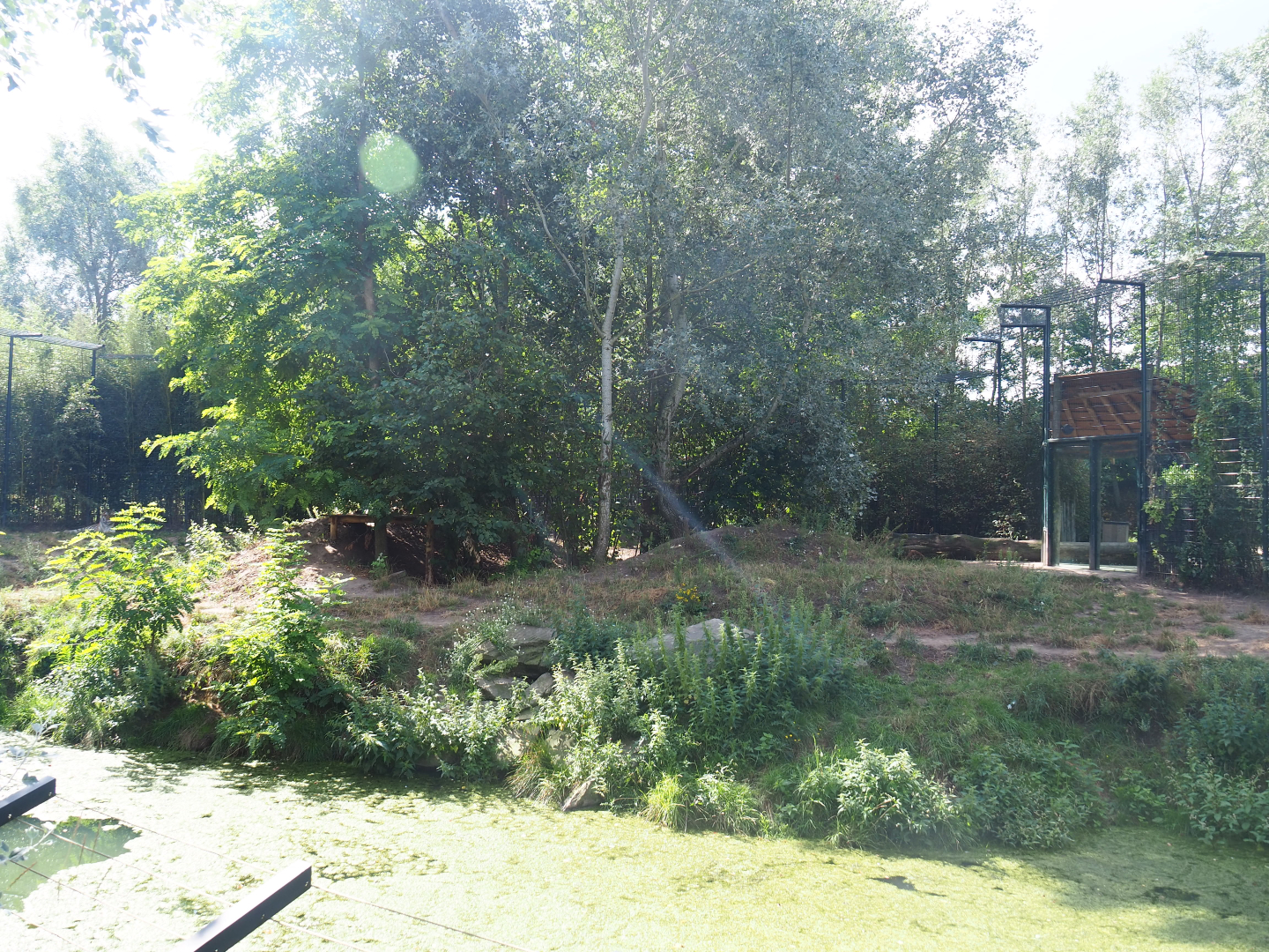 Amur tiger exhibit, 2019-08-11