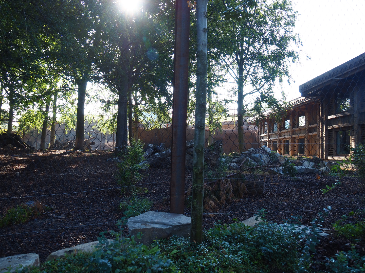 Amur tiger exhibit, 2020-09-02