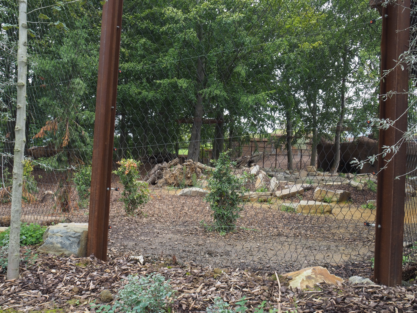 Amur tiger exhibit, 2020-09-03
