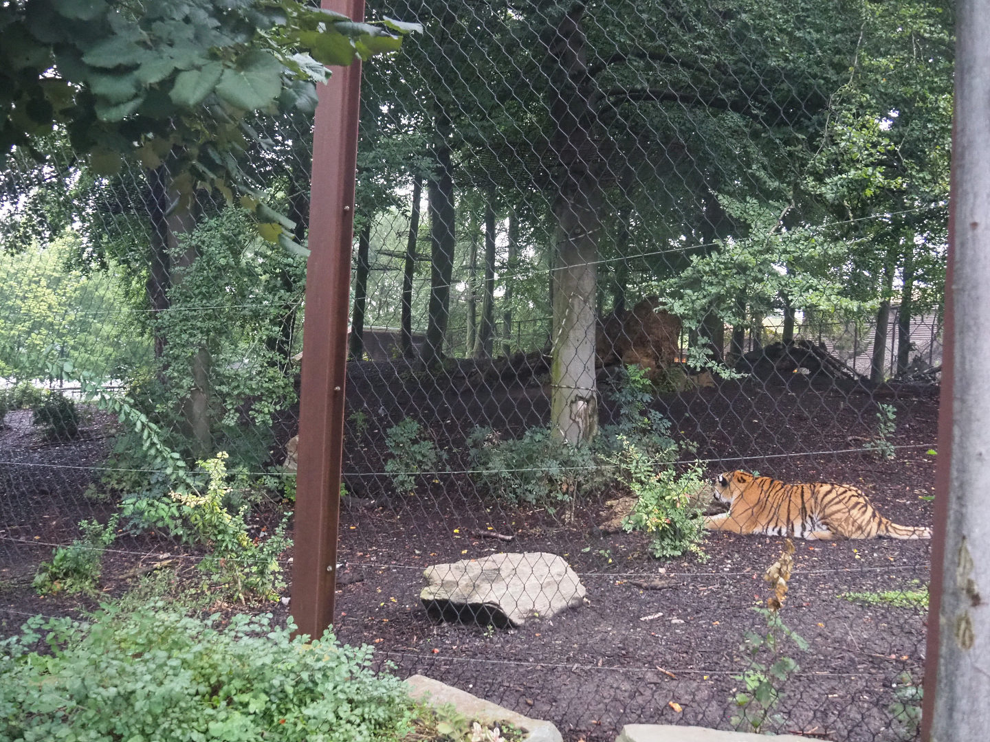 Amur tiger exhibit, 2022-09-14