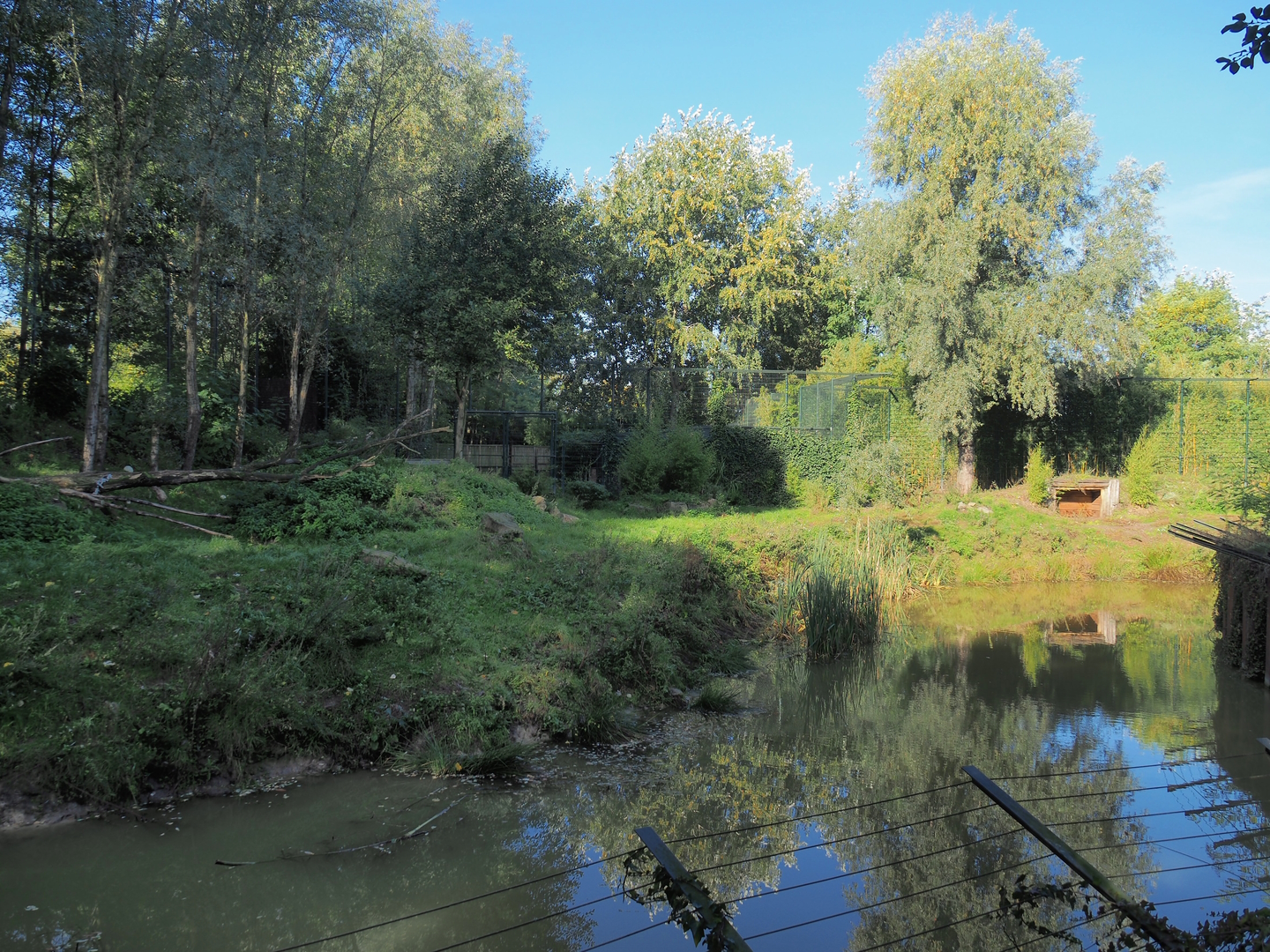 Amur tiger exhibit, 2022-10-09