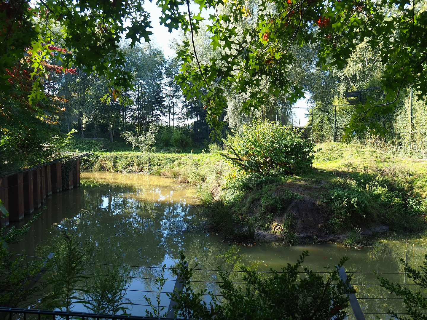 Amur tiger exhibit, 2022-10-09