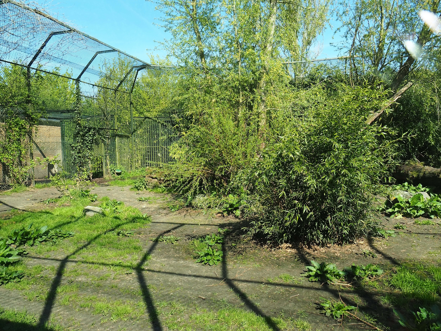 Amur tiger exhibit, 2023-04-30