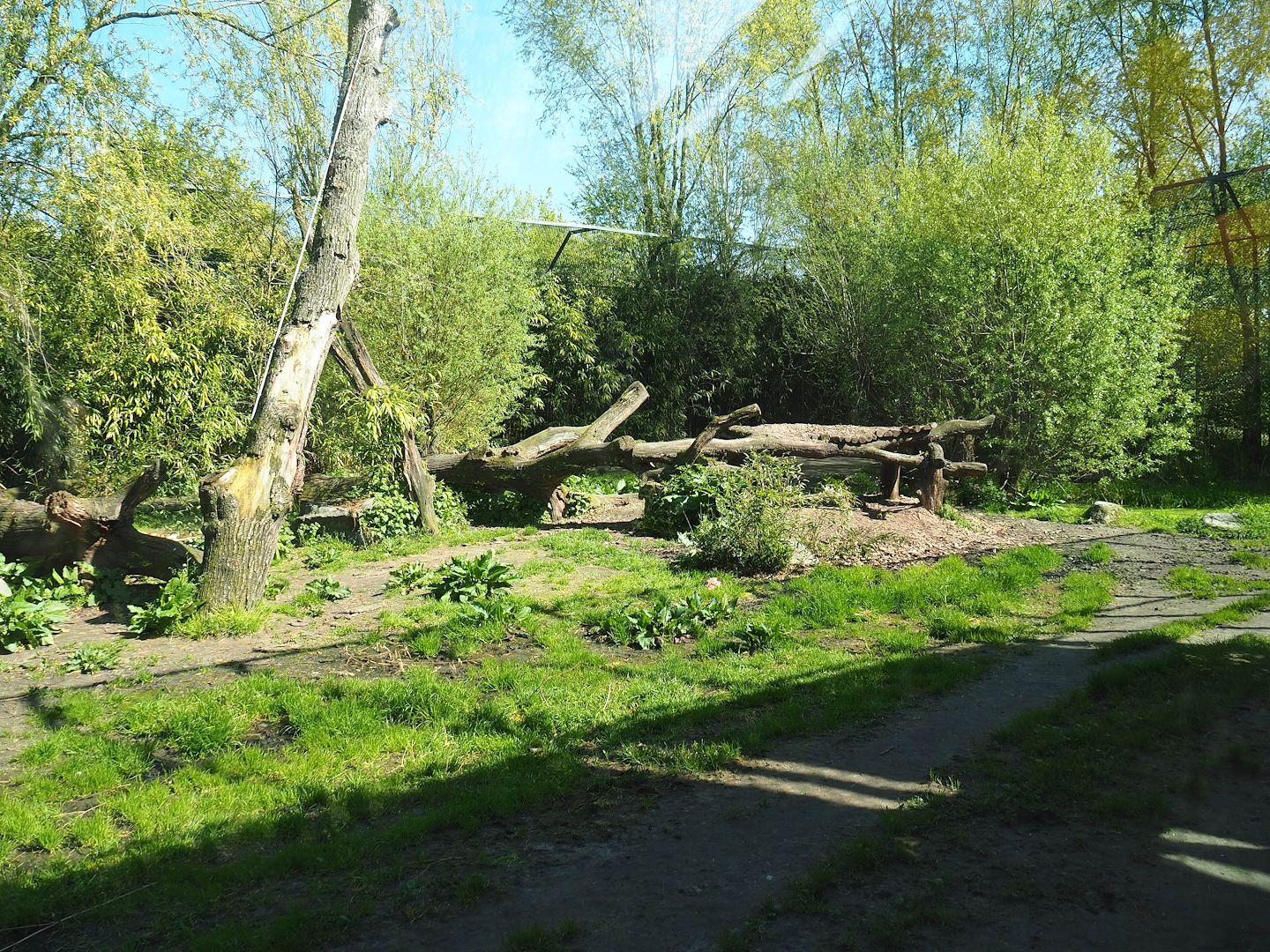 Amur tiger exhibit, 2023-04-30