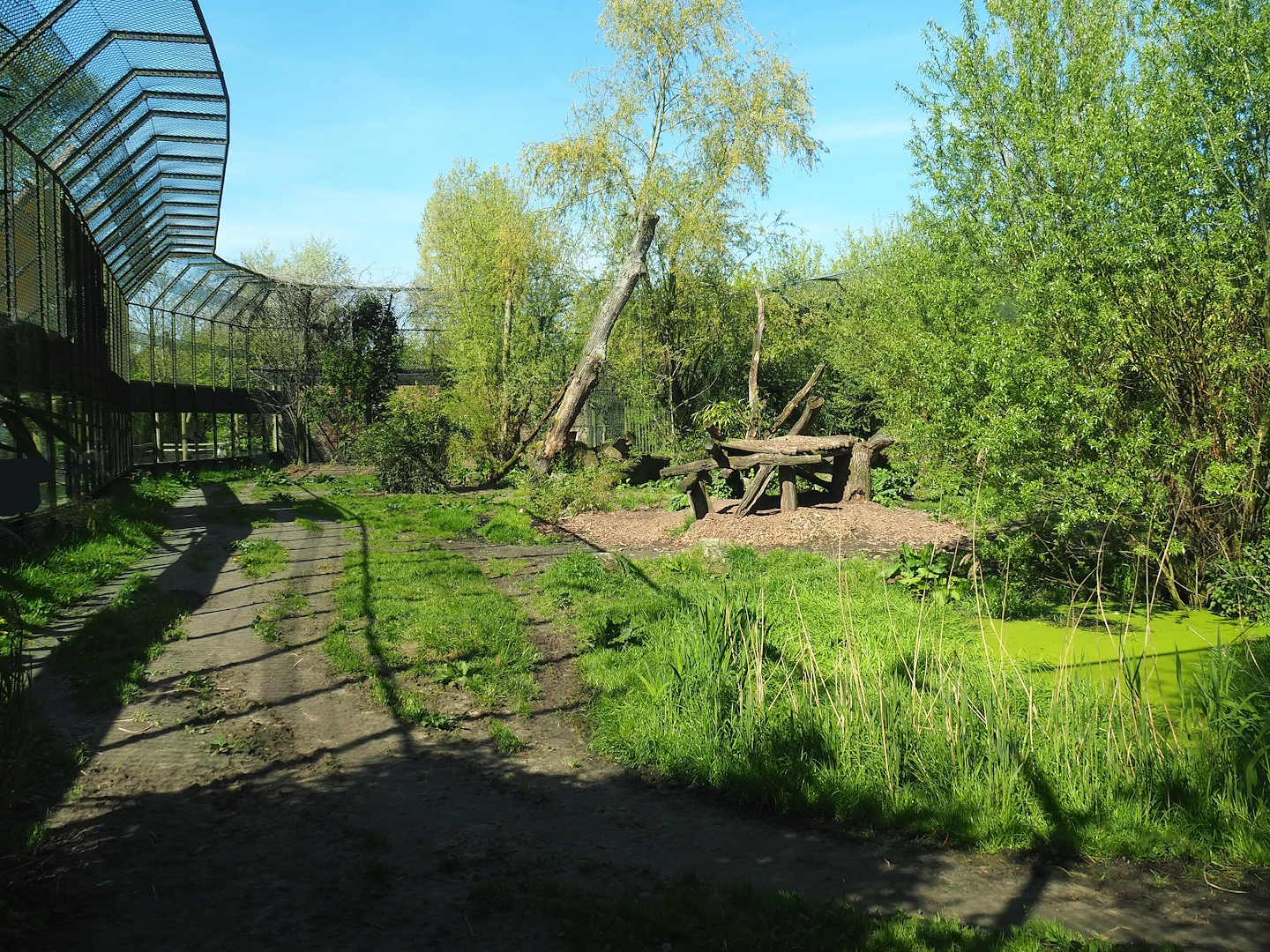 Amur tiger exhibit, 2023-04-30