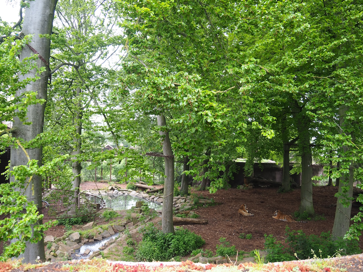 Amur tiger exhibit, 2023-05-15
