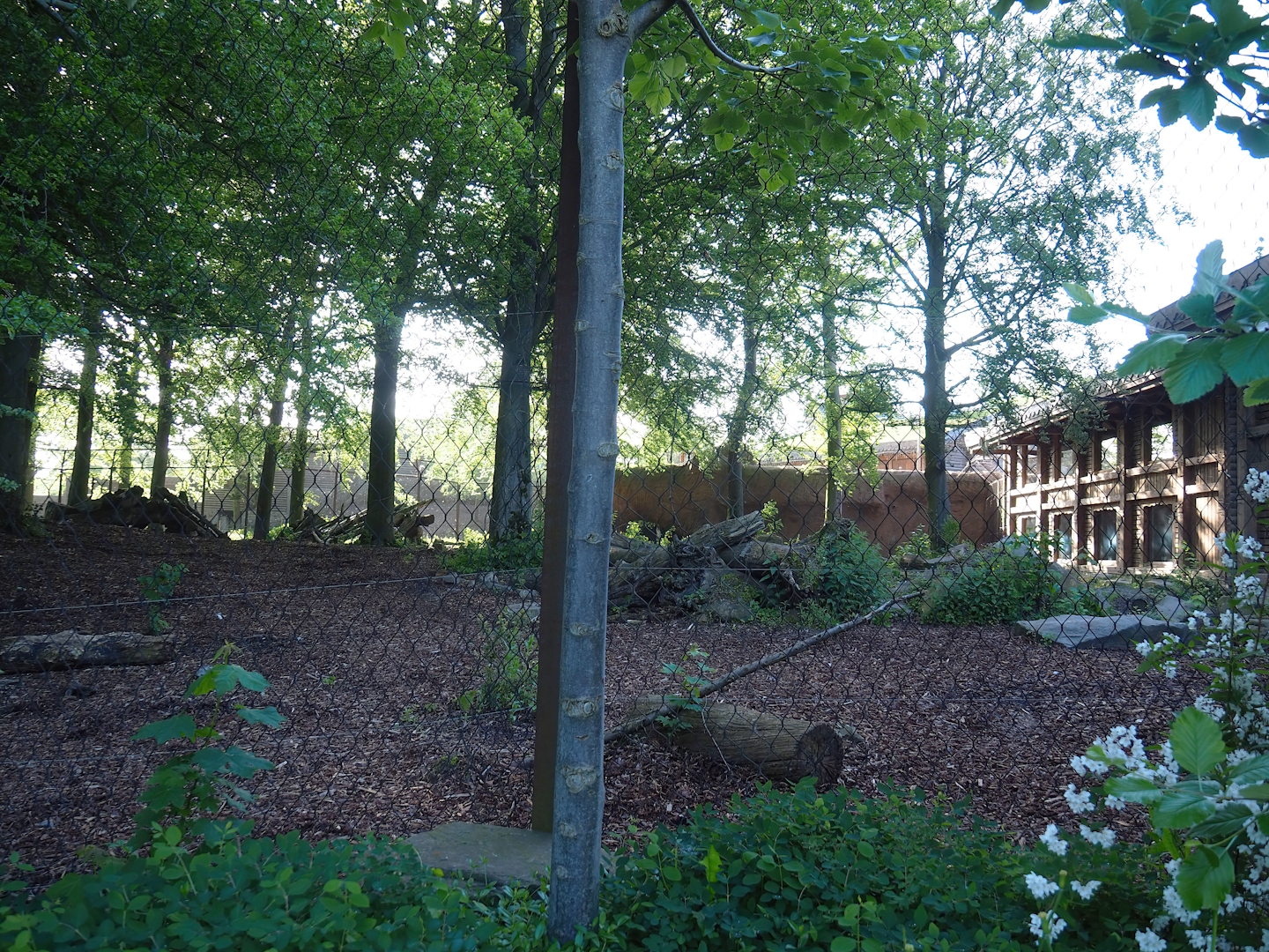 Amur tiger exhibit, 2023-05-16