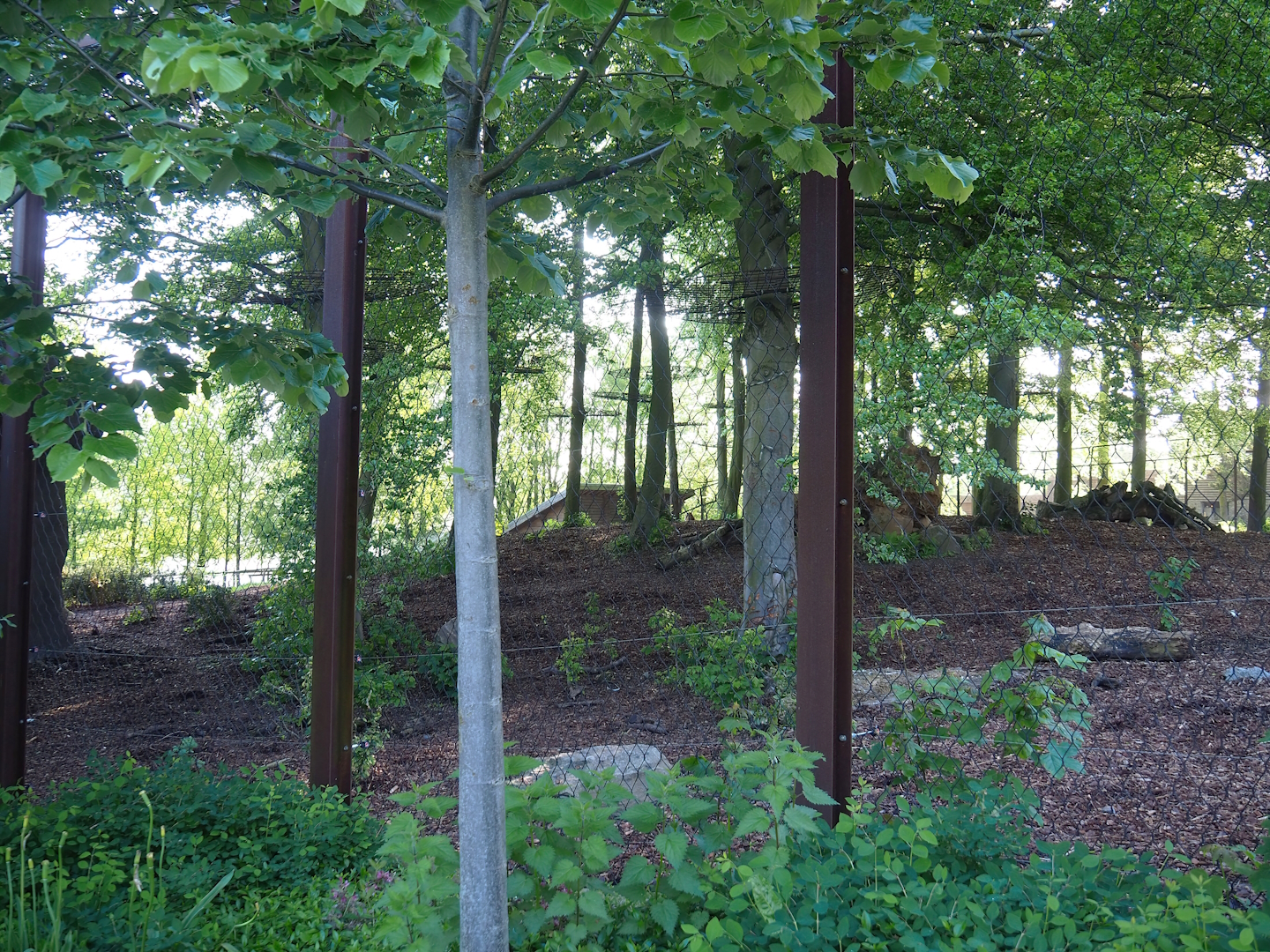 Amur tiger exhibit, 2023-05-16