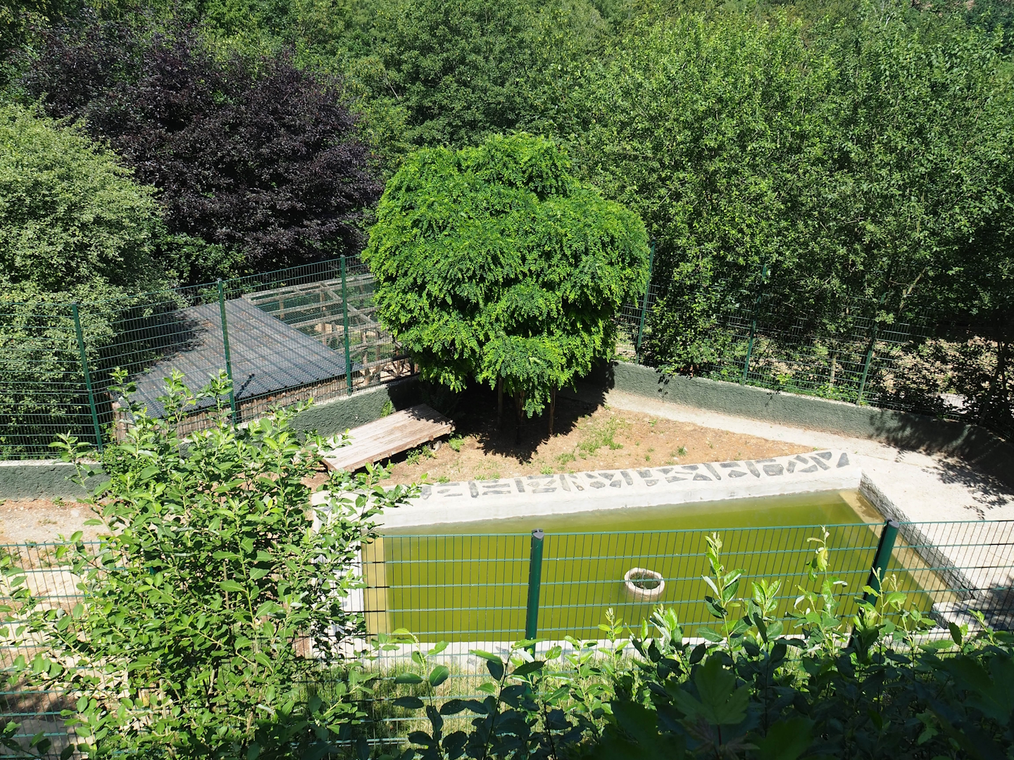 Amur tiger exhibit, 2023-06-24