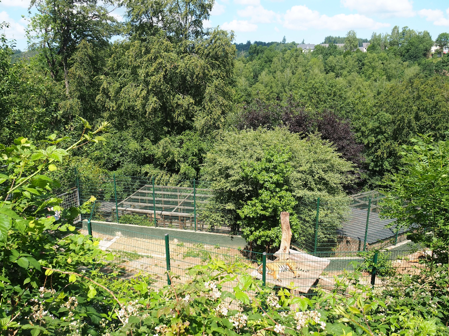 Amur tiger exhibit, 2023-06-24
