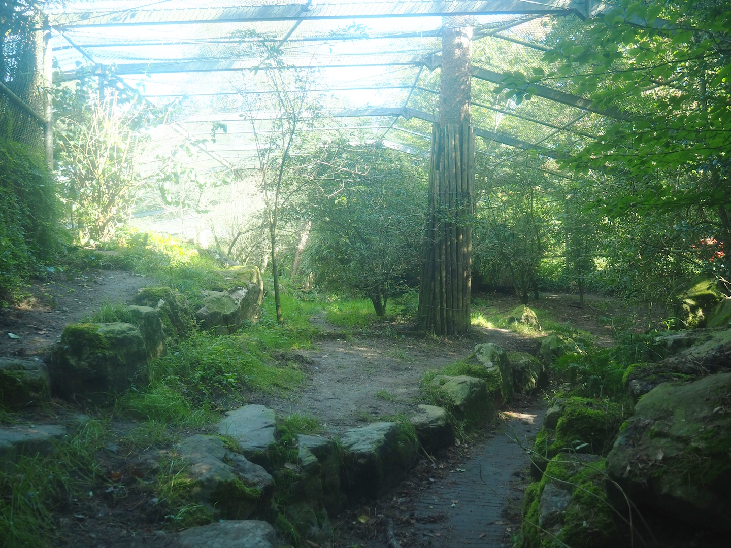 Amur tiger exhibit, 2023-09-24