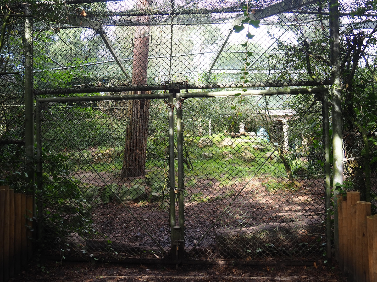 Amur tiger exhibit, 2023-09-24