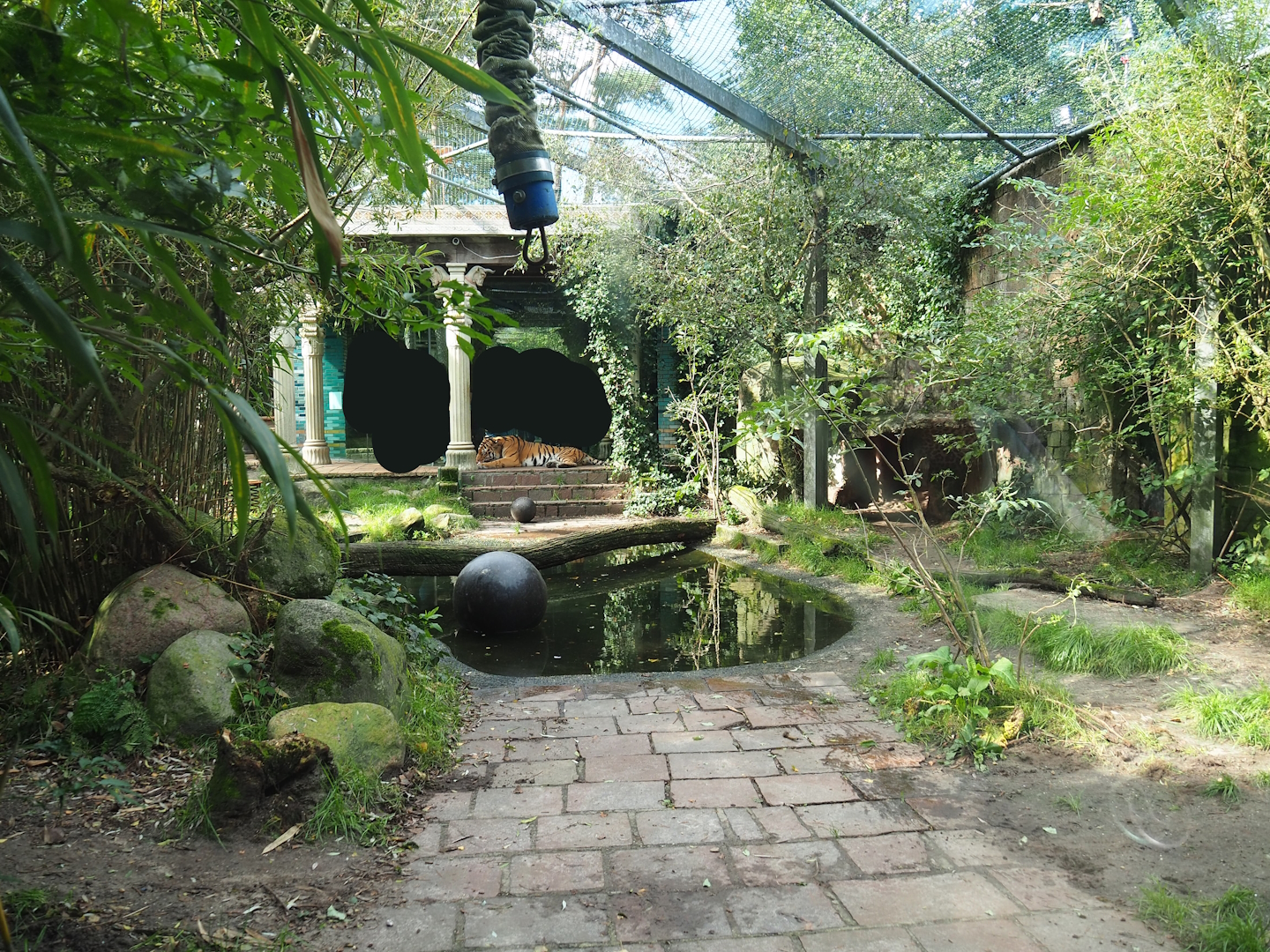 Amur tiger exhibit, 2023-09-24