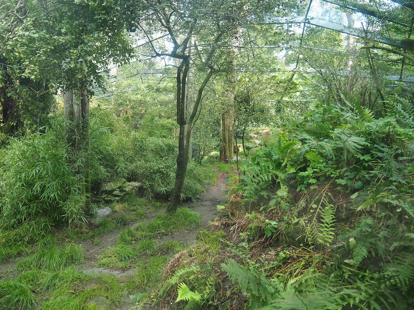 Amur tiger exhibit, 2023-09-24