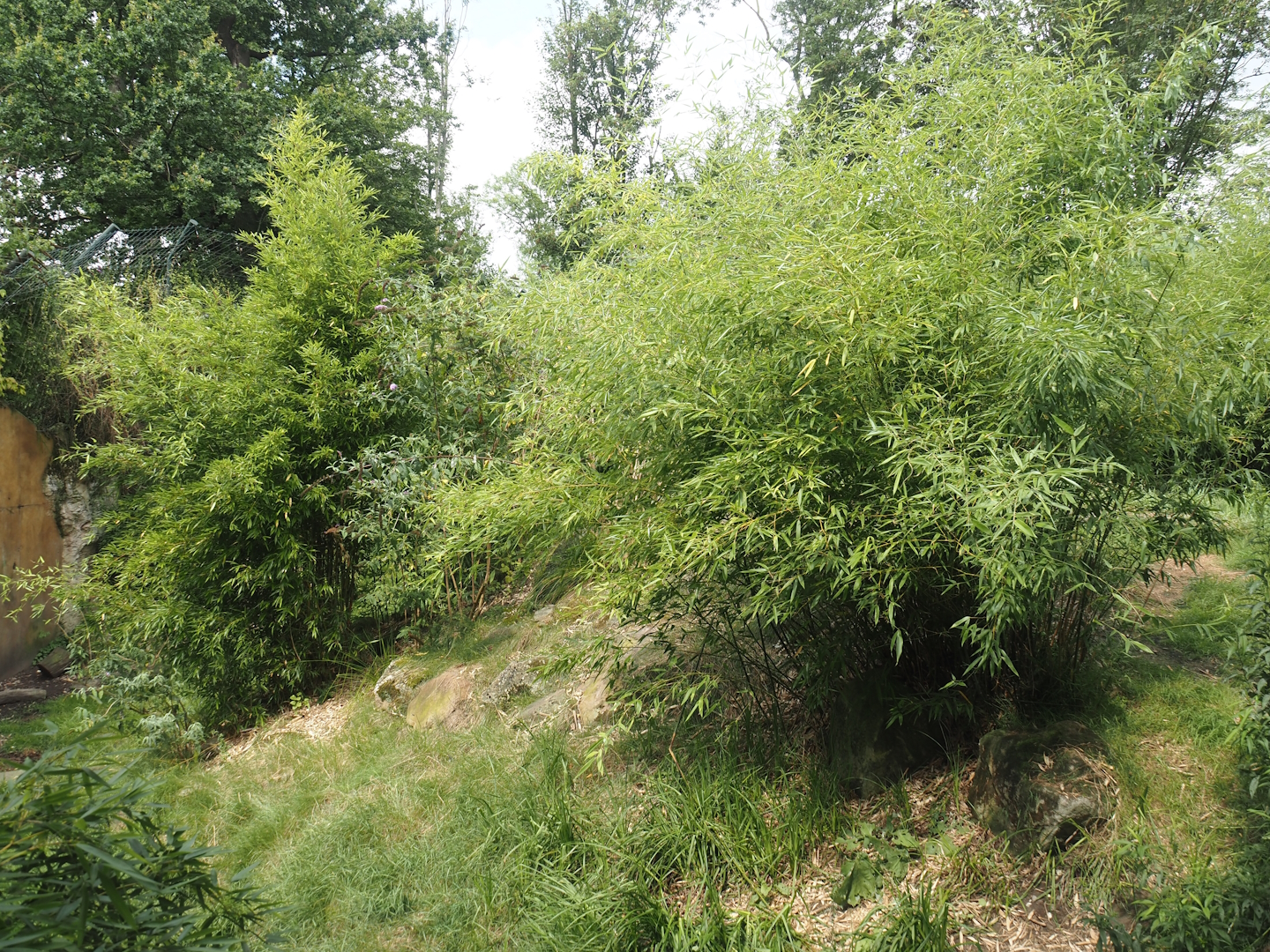 Amur tiger exhibit, 2024-08-05