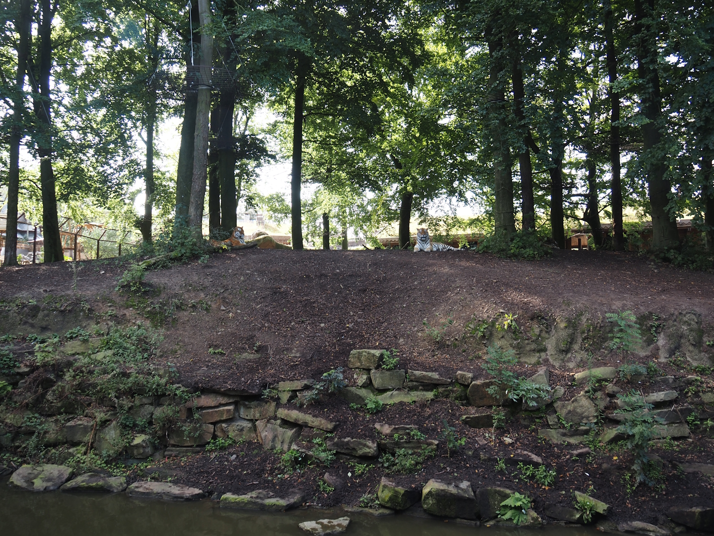 Amur tiger exhibit, 2024-09-17