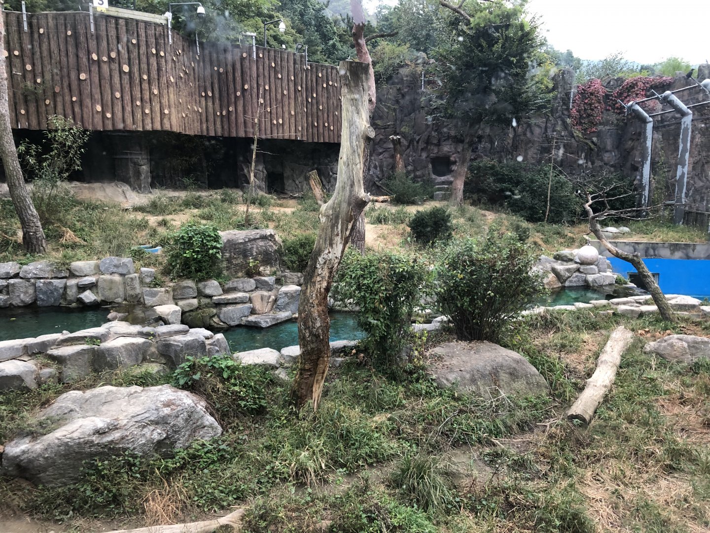 Amur Tiger Exhibit #3