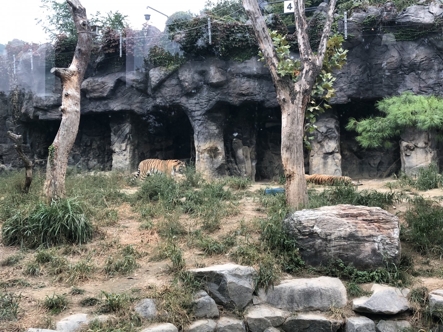 Amur Tiger Exhibit #4